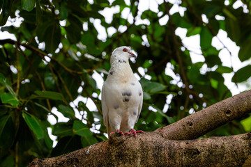 Close-up of a cute pigeon in the park