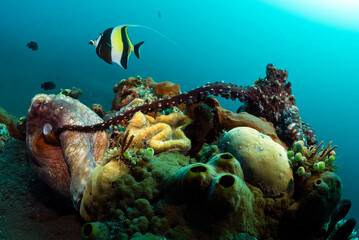 Extremely rare photo of mating two octopuses - Octopus cyanea, also known as the Big Blue Octopus or Day Octopus. Underwater world of Bali, Indonesia.