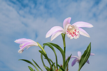 Taiwan Pleione (Pleione formosana) in greenhouse