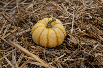Halloween and thanksgiving. Little orange pumpkin at the farmer's market. Vibrant pumpkin on the haystack. Harvest time in autumn. Natural background, golden hour. 