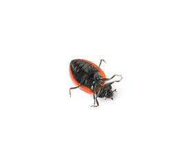 One overturned red ladybug isolated on white