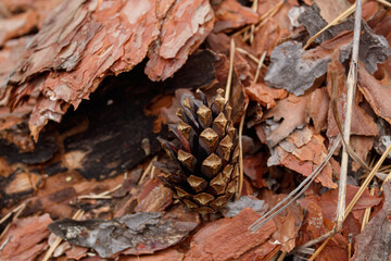 A pine cone is lying on the bark of a tree. Forest background with a pine cone in the foreground. Close-up