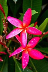 Close-up of a lush red frangipani flower