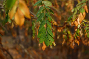 Autumn landscape. In the foreground are green and yellow leaves that are beginning to die off due to the coming autumn. Close-up