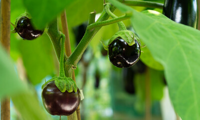 Small eggplant or aubergine bush growing in greenhouse. Autumn harvest. Agriculture concept. Selective focus.