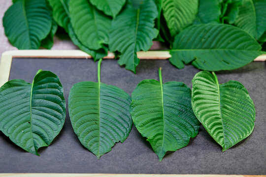 closeup pile of Mitragyna speciosa or Kratom leaves on black board