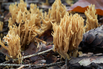 Inedible mushroom Ramaria eumorpha in spruce forest. Wild cluster of coral mushrooms growing in the needles.