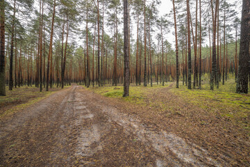 Fototapeta premium Landscape in a pine forest in autumn, Moss in the foreground. Pine forest overgrown with moss and mushrooms in rainy weather.