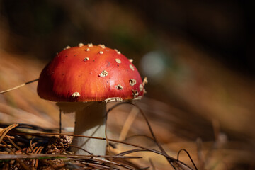 close up mushroom fly agaric in autumn forest background. toxic and hallucinogen red poisonous amanita muscaria.