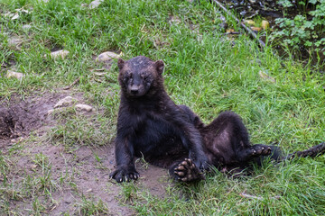 Large dark wolverine animal laying on a field