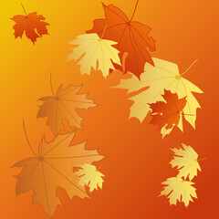 Fototapeta na wymiar maple leaves background, nice and bright falling leaves