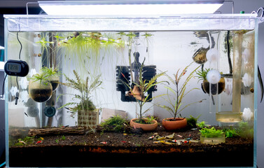 Red bee dwarf shrimp freshwater aquarium tank with light on top show decorative, aquatic plant and dwarf shrimp look for food and eat different kind of food in tank. © narong