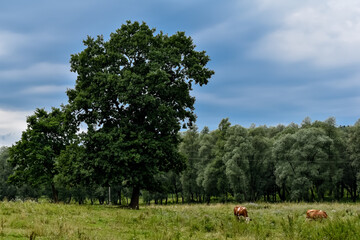 Krowy pasące się na łące i błękitne niebo. © Krzysztof Głowacki