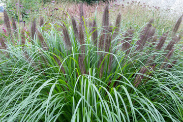 Pennisetum grass (alopecuroides 'Black Beauty) garden plant