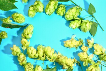 The pattern of the fresh green hop cones laid out on a blue background. Background for advertising beer, fresh spices and seasonings.