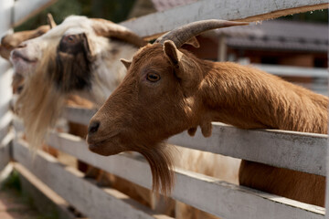 Goats on the farm behind wooden fence are waiting for food. Benefits of Goat Milk. Selective focus. Close up.