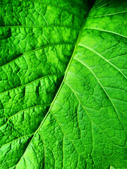 Naklejka na ściany i meble beautiful background of fresh bright green leaf close-up with veins on a sunny day