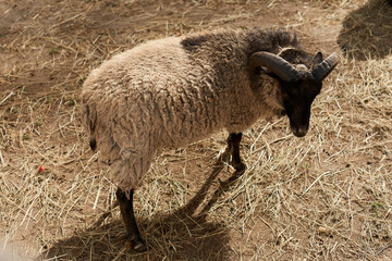 Cute funny sheep on a farm, closeup. Animal husbandry. Selective focus.
