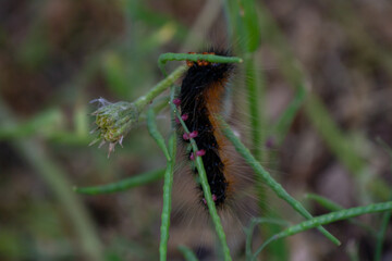 caterpillar on a grass