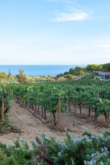 Fototapeta na wymiar Spanish vineyard fields on the Catalan coast