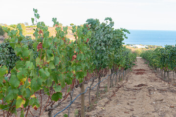 Fototapeta na wymiar Spanish vineyard fields on the Catalan coast