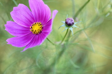 ピンク色のコスモス