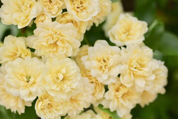 黄色の木香薔薇
