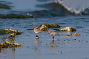 Curlew Sandpiper (Calidris ferruginea) feeding on the seashore