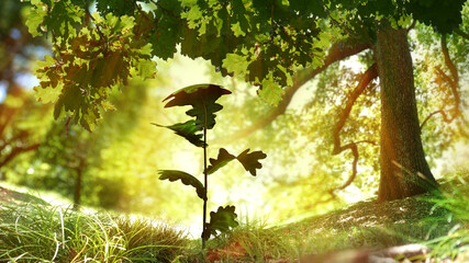 Seedling plant under oak tree. Beautiful nature, golden light. Animation version available - search...