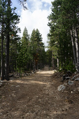 Path in the middle of a fir forest