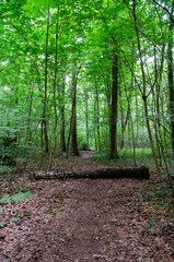 log in the middle of a forest path