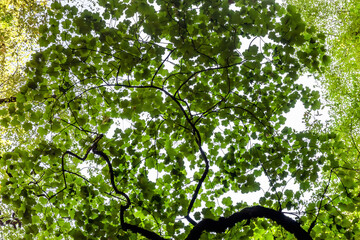 Background of green and yellow leaves form a pattern.