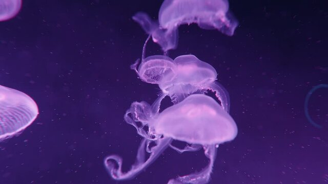 Moon Jellyfish or Aurelia labiata and Marble Jellyfish swim in 4K. Beautiful and coloured oceanic fishes swimming in an aquarium.