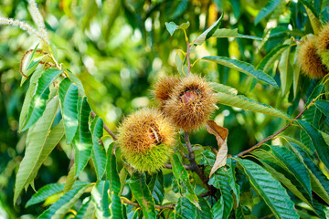 秋の味覚、実りの秋。信州小布施のブランド栗、小布施栗が実るくり園