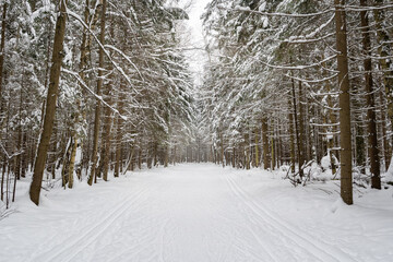 Ski trails on snowy road in pine forest in sunny winter day