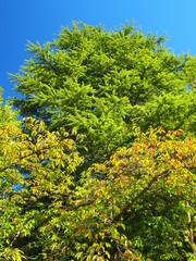 Fototapeta premium 黄葉の桜の木とヒマラヤスギと青空