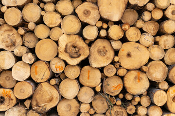 Gefällte Bäume zu einem Holzhaufen aufgestapelt und auf einem Polter abgelegt. Käferholz, Borkenkäfer