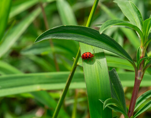 Ladybugs cling to leaves in search of food