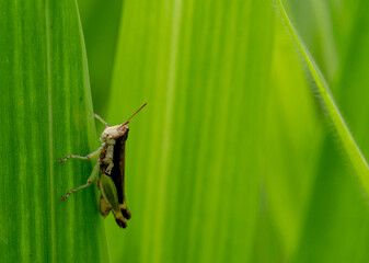 Grasshoppers dodging the sunlight during the day