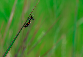 Insects mate with each other when they reach the right age