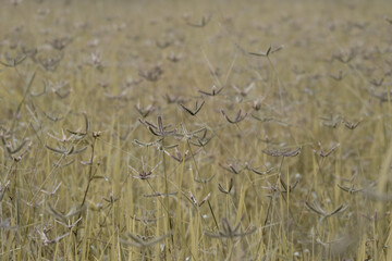 The flowers are blooming in the fields