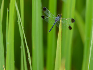 A dragonfly flies onto a leaf in the daytime