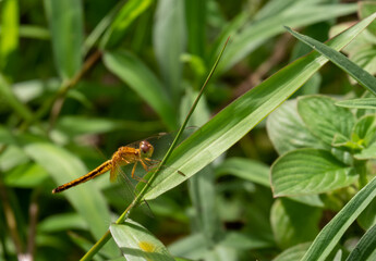 A dragonfly flies onto a leaf in the daytime