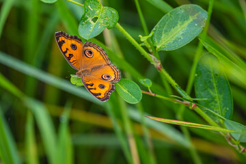 Butterfly clinging to a leaf during the day