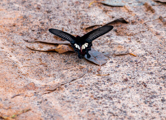 Butterfly clinging to a leaf during the day