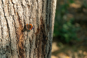 Papillon orange automne