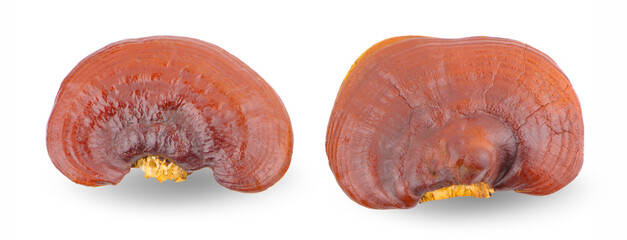 Ganoderma Lucidum Mushroom isolated on white background