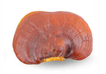 Ganoderma Lucidum Mushroom isolated on white background