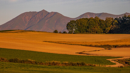 Obraz premium 夕陽に照らされる畑と十勝連峰 北海道