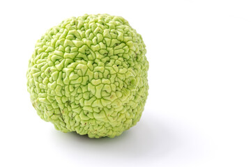 Green fruit of maclura pomifera, osage orange, horse apple, adam apple grow on white table. Maclura used in used in alternative medicine for ointment preparation, treatment of joints and sciatica.